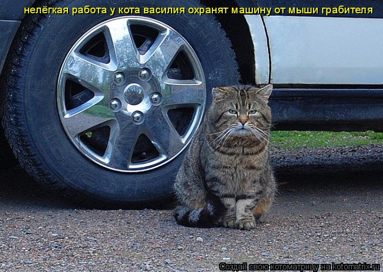 Котоматрица: нелёгкая работа у кота василия охранят машину от мыши грабителя