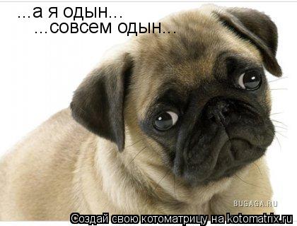 Котоматрица: ...а я одын... ...совсем одын...