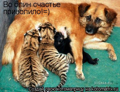 Котоматрица: Во блин счастье приволило!=)