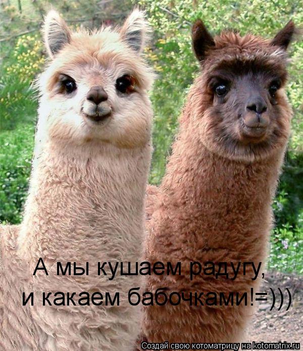 Котоматрица: А мы кушаем радугу, и какаем бабочками!=)))