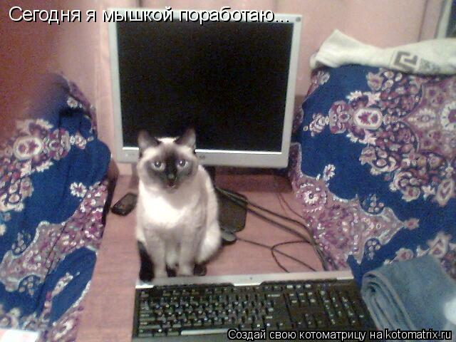 Котоматрица: Сегодня я мышкой поработаю...