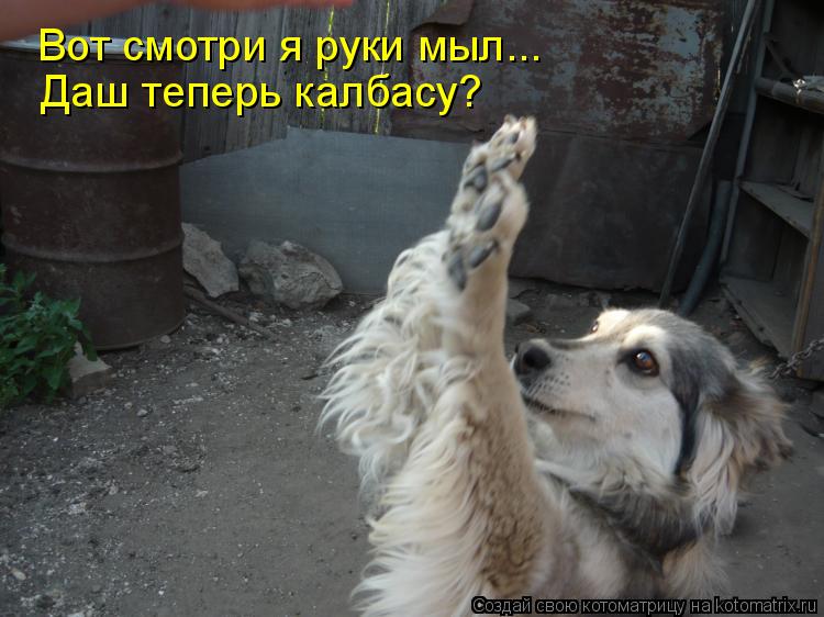 Вот смотри я руки мыл... Вот смотри я руки мыл... Даш теперь калбасу?... Котоматрица: Вот смотри я руки мыл... Вот смотри я руки мыл... Даш теперь калбасу?