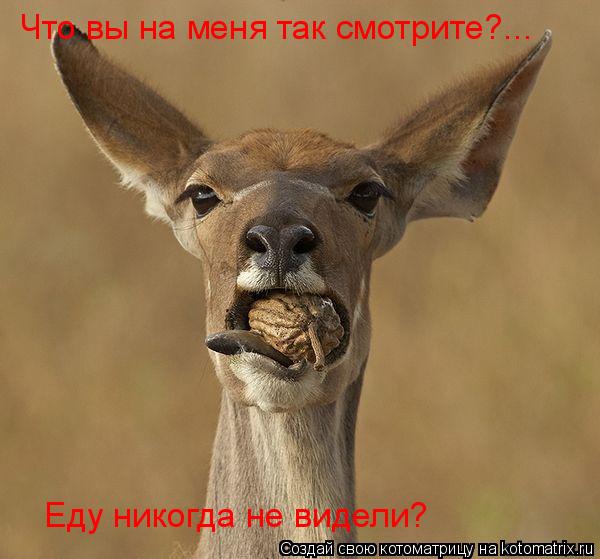 Что вы на меня так смотрите?... Что вы на меня так смотрите?... Еду никогда не видели?... Котоматрица: Что вы на меня так смотрите?... Что вы на меня так смотрите?... Еду никогда не видели?