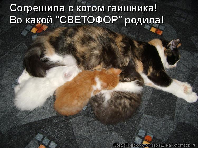 Котоматрица: Согрешила с котом гаишника! Во какой "СВЕТОФОР" родила!