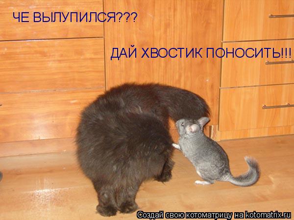 Котоматрица: ЧЕ ВЫЛУПИЛСЯ??? ДАЙ ХВОСТИК ПОНОСИТЬ!!!