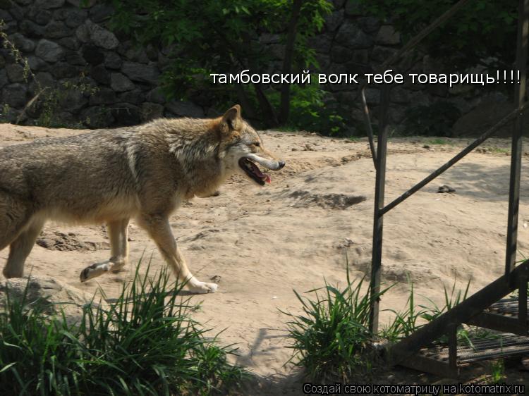 тамбовский волк тебе товарищь!!!!... Котоматрица: тамбовский волк тебе товарищь!!!!