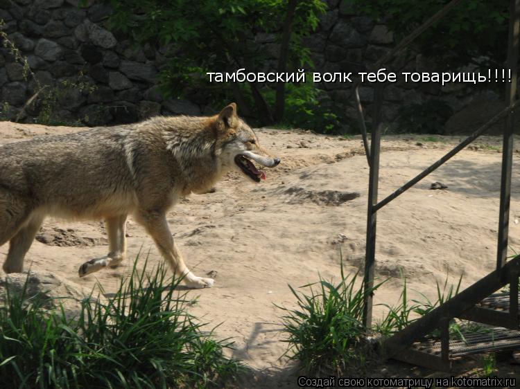 Котоматрица: тамбовский волк тебе товарищь!!!!