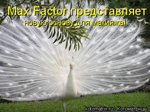 Котоматрица: Max Factor представляет новую основу для макияжа!