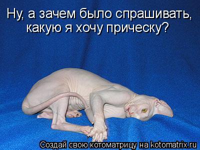 Котоматрица: Ну, а зачем было спрашивать, какую я хочу прическу?