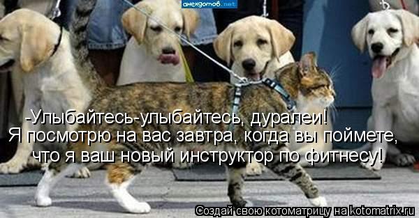 Котоматрица: -Улыбайтесь-улыбайтесь, дуралеи! Я посмотрю на вас завтра, когда вы поймете, что я ваш новый инструктор по фитнесу!