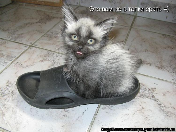 Котоматрица: Это вам не в тапки срать =)
