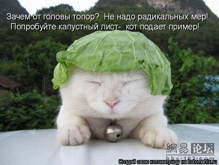 Зачем от головы топор? Не надо радикальных мер! Попробуйте капустный лист- кот подает пример!... Котоматрица: Зачем от головы топор? Не надо радикальных мер! Попробуйте капустный лист- кот подает пример!