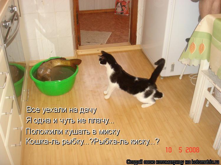 Все уехали на дачу Я одна и чуть не плачу... Положили кушать в миску Кошка-ль рыбку...?Рыбка-ль киску... Котоматрица: Все уехали на дачу Я одна и чуть не плачу... Положили кушать в миску Кошка-ль рыбку...?Рыбка-ль киску...?