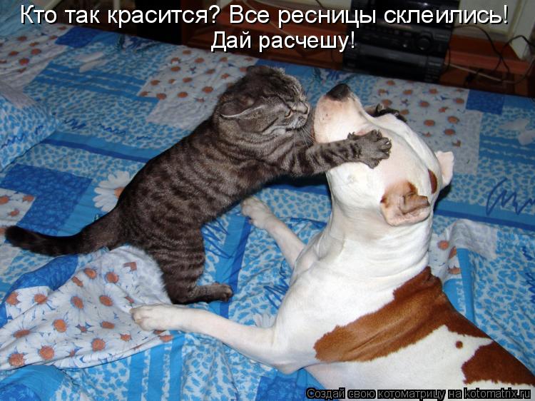 Кто так красится? Все ресницы склеились! Дай расчешу!... Котоматрица: Кто так красится? Все ресницы склеились! Дай расчешу!