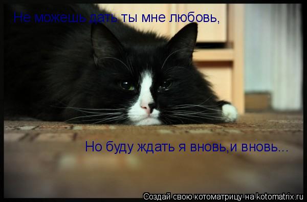Котоматрица: Не можешь дать ты мне любовь, Но буду ждать я вновь,и вновь...