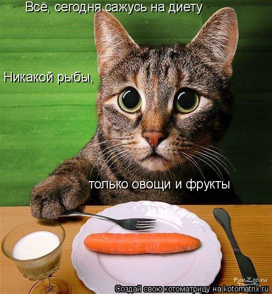 Котоматрица: Всё, сегодня сажусь на диету Никакой рыбы,  только овощи и фрукты