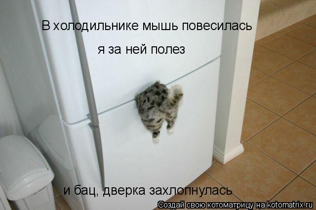 Котоматрица: В холодильнике мышь повесилась я за ней полез и бац, дверка захлопнулась