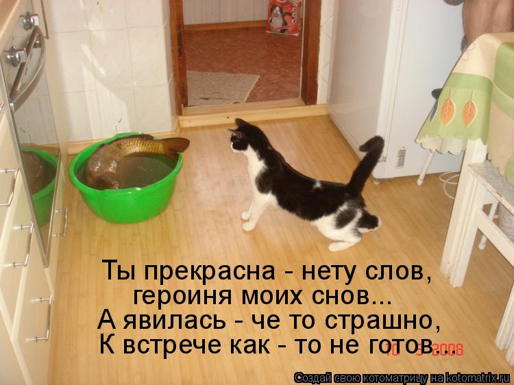 Ты прекрасна - нету слов, героиня моих снов... А явилась - че то страшно, К встрече как - то не готов... Котоматрица: Ты прекрасна - нету слов, героиня моих снов... А явилась - че то страшно, К встрече как - то не готов...