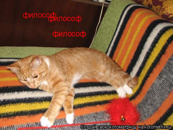 философ философ философ философ... Котоматрица: философ философ философ философ