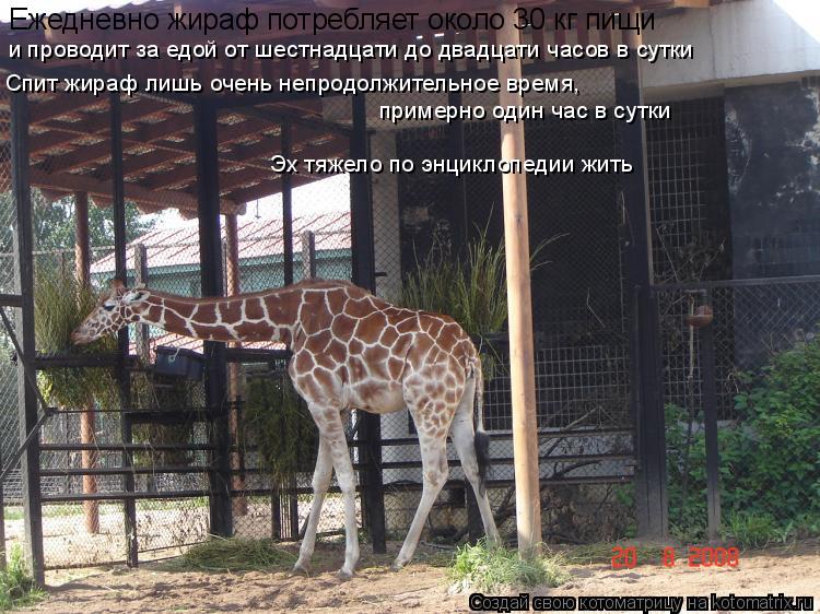 Ежедневно жираф потребляет около 30 кг пищи и проводит за едой от шестнадцати до двадцати часов в су... Котоматрица: Ежедневно жираф потребляет около 30 кг пищи и проводит за едой от шестнадцати до двадцати часов в сутки Спит жираф лишь очень непродолжител