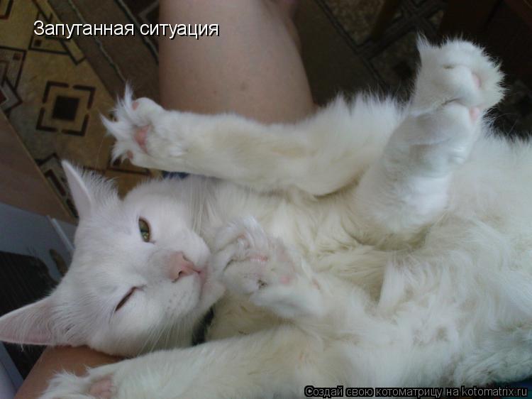 Запутанная ситуация... Котоматрица: Запутанная ситуация
