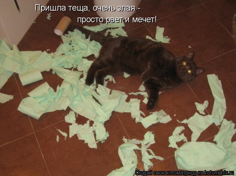Пришла теща, очень злая - просто рвет и мечет!... Котоматрица: Пришла теща, очень злая - просто рвет и мечет!