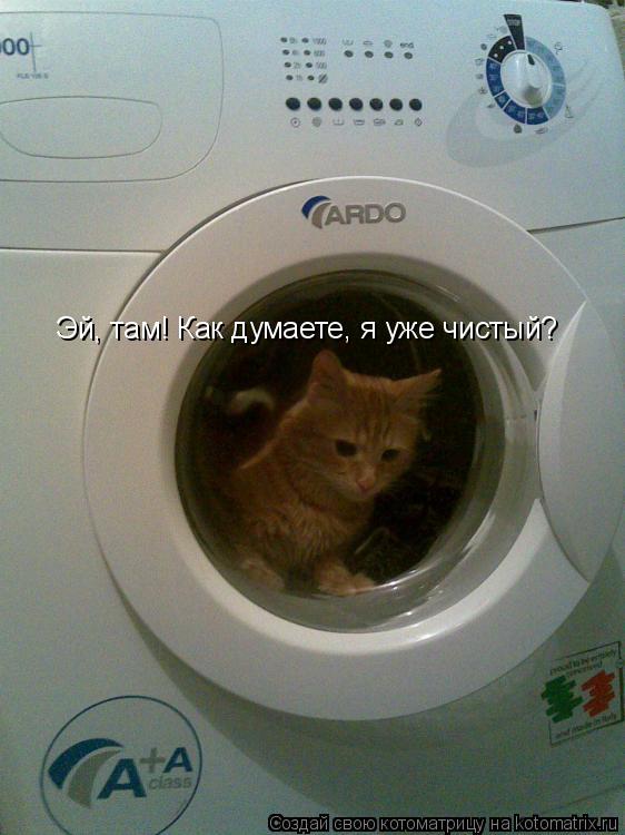 Эй, там! Как думаете, я уже чистый?... Котоматрица: Эй, там! Как думаете, я уже чистый?
