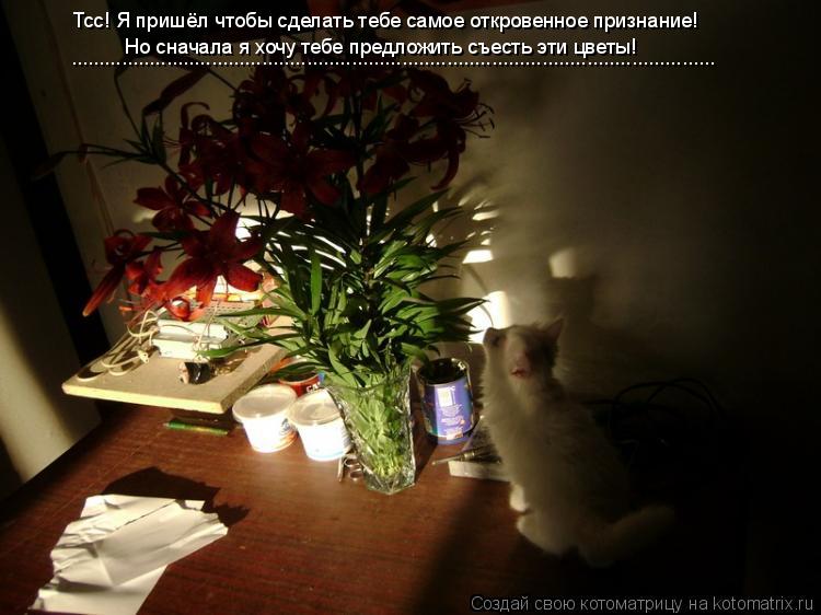 Тсс! Я пришёл чтобы сделать тебе самое откровенное признание! Но сначала я хочу тебе предложить съест... Котоматрица: Тсс! Я пришёл чтобы сделать тебе самое откровенное признание! Но сначала я хочу тебе предложить съесть эти цветы! ....................................