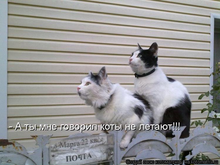 Котоматрица: - А ты мне говорил коты не летают!!!