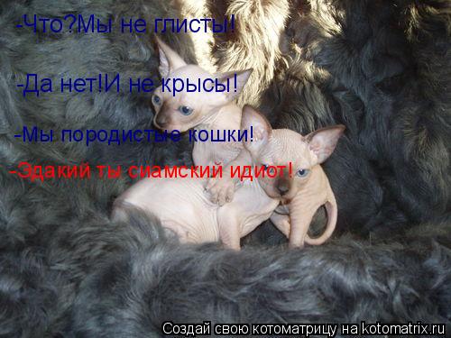 Котоматрица: -Что?Мы не глисты! -Да нет!И не крысы! -Мы породистые кошки! -Эдакий ты сиамский идиот!