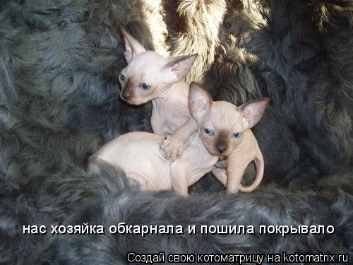 Котоматрица: нас хозяйка обкарнала и пошила покрывало