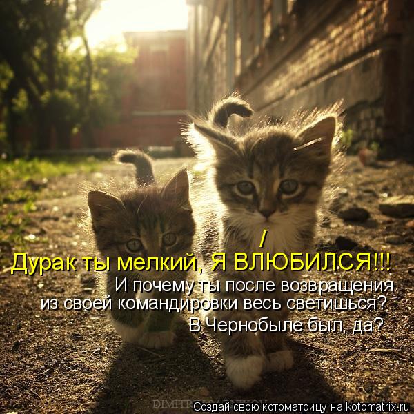 Котоматрица: И почему ты после возвращения  из своей командировки весь светишься? В Чернобыле был, да? / Дурак ты мелкий, Я ВЛЮБИЛСЯ!!!