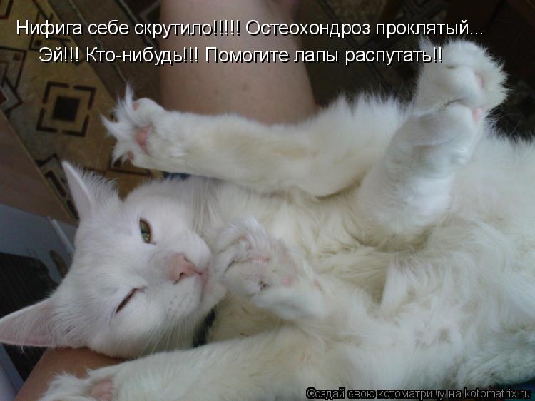 Котоматрица: Эй!!! Кто-нибудь!!! Помогите лапы распутать!! Нифига себе скрутило!!!!! Остеохондроз проклятый...