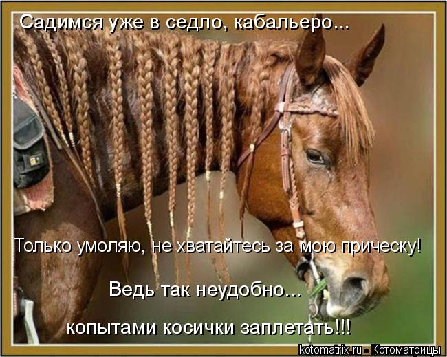 Садимся у Ведь так неудобно... копытами косички заплетать!!! Садимся уже в седло, кабальеро... Тольк... Котоматрица: Садимся у Ведь так неудобно... копытами косички заплетать!!! Садимся уже в седло, кабальеро... Только умоляю, не хватайтесь за мою прическу!