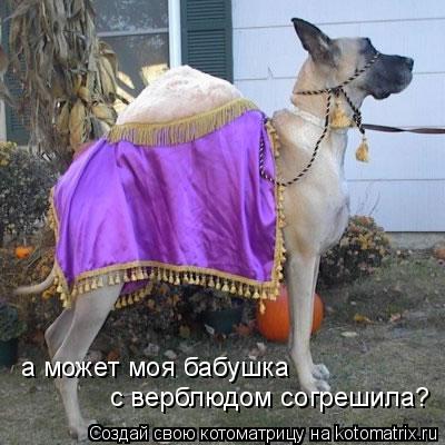 Котоматрица: а может моя бабушка  с верблюдом согрешила?