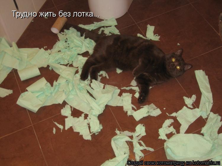 Котоматрица: Трудно жить без лотка...