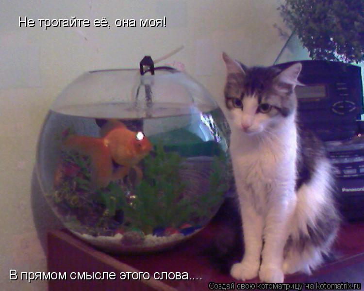 Не трогайте её, она моя! В прямом смысле этого слова....... Котоматрица: Не трогайте её, она моя! В прямом смысле этого слова....