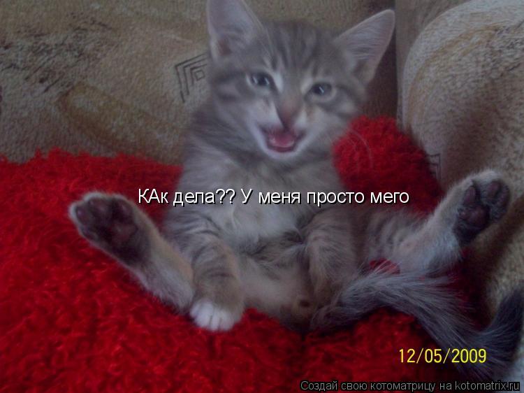 КАк дела?? У меня просто мего... Котоматрица: КАк дела?? У меня просто мего