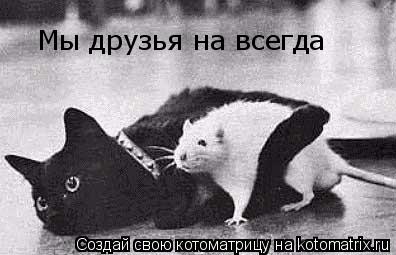 Мы друзья на всегда... Котоматрица: Мы друзья на всегда