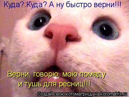 Куда? Куда? А ну быстро верни!!! Верни, говорю, мою помаду и тушь для ресниц!!!... Котоматрица: Куда? Куда? А ну быстро верни!!! Верни, говорю, мою помаду и тушь для ресниц!!!