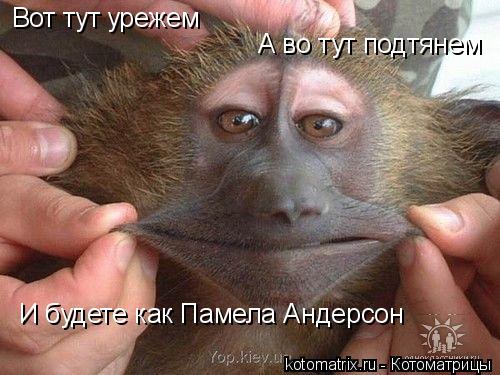 Вот тут урежем А во тут подтянем И будете как Памела Андерсон... Котоматрица: Вот тут урежем А во тут подтянем И будете как Памела Андерсон