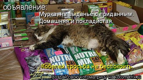 объявление: Мурка, на выданье с приданным. Мурка, на выданье с приданным. Домашняя и покладистая. ... Котоматрица: объявление: Мурка, на выданье с приданным. Мурка, на выданье с приданным. Домашняя и покладистая. Кобелей просьба не беспокоить.