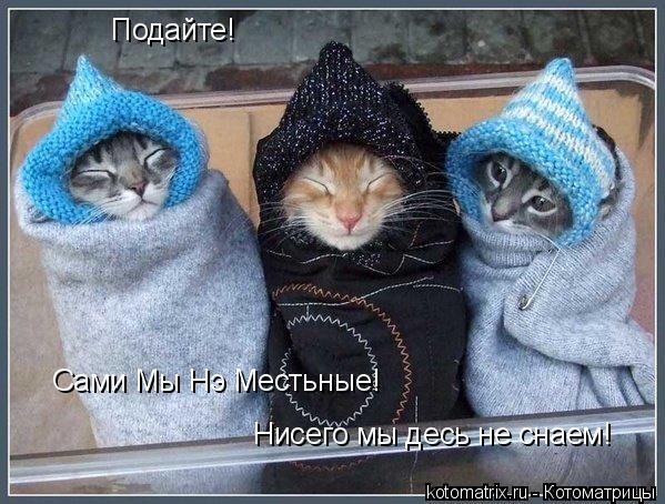 Подайте! Сами Мы Нэ Местьные! Нисего мы десь не снаем!... Котоматрица: Подайте! Сами Мы Нэ Местьные! Нисего мы десь не снаем!