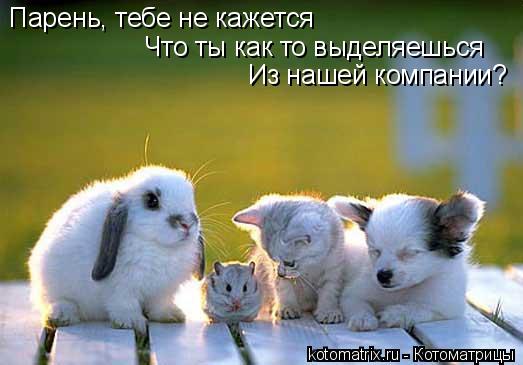 Парень, тебе не кажется Что ты как то выделяешься Из нашей компании?... Котоматрица: Парень, тебе не кажется Что ты как то выделяешься Из нашей компании?