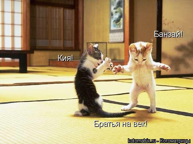 Кия! Банзай! Братья на век!... Котоматрица: Кия! Банзай! Братья на век!