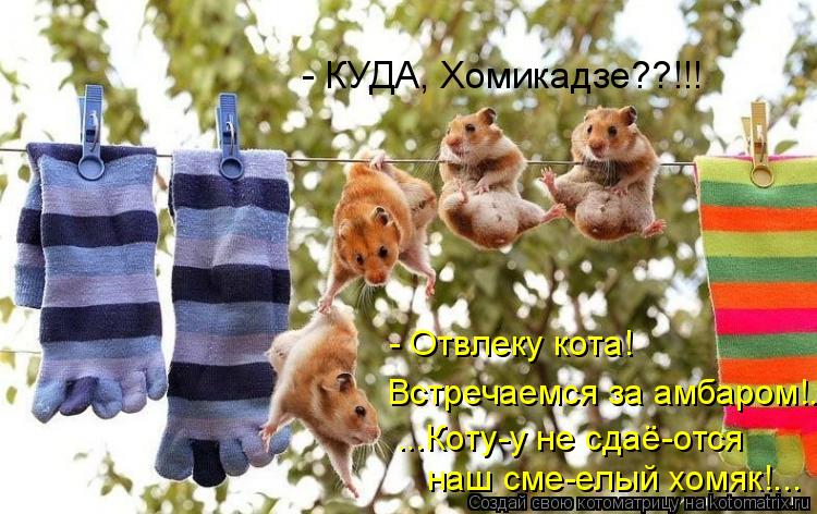 - Отвлеку кота! Встречаемся за амбаром!.. ...Коту-у не сдаё-отся наш сме-елый хомяк!... - КУДА, Хо... Котоматрица: - Отвлеку кота! Встречаемся за амбаром!.. ...Коту-у не сдаё-отся наш сме-елый хомяк!... - КУДА, Хомикадзе??!!!