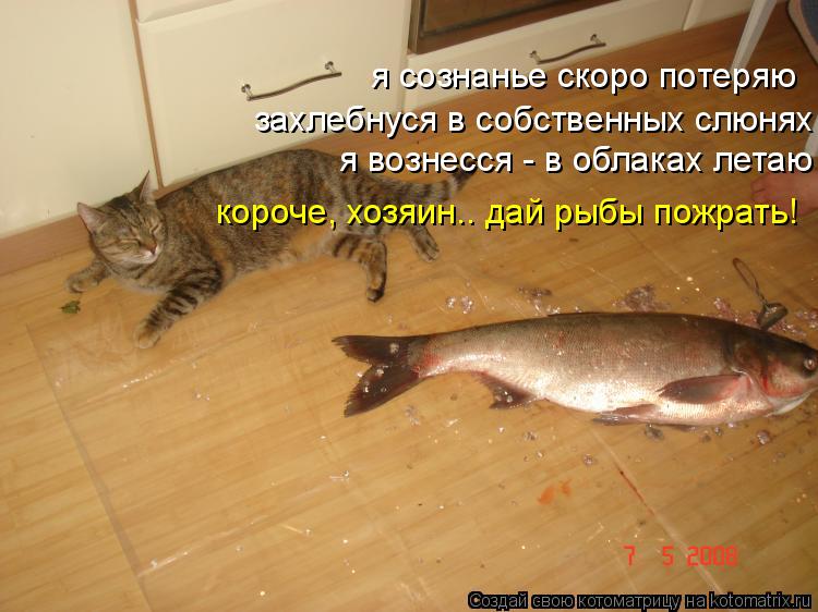 я сознанье скоро потеряю захлебнуся в собственных слюнях я вознесся - в облаках летаю короче, хозяин.... Котоматрица: я сознанье скоро потеряю захлебнуся в собственных слюнях я вознесся - в облаках летаю короче, хозяин.. дай рыбы пожрать!
