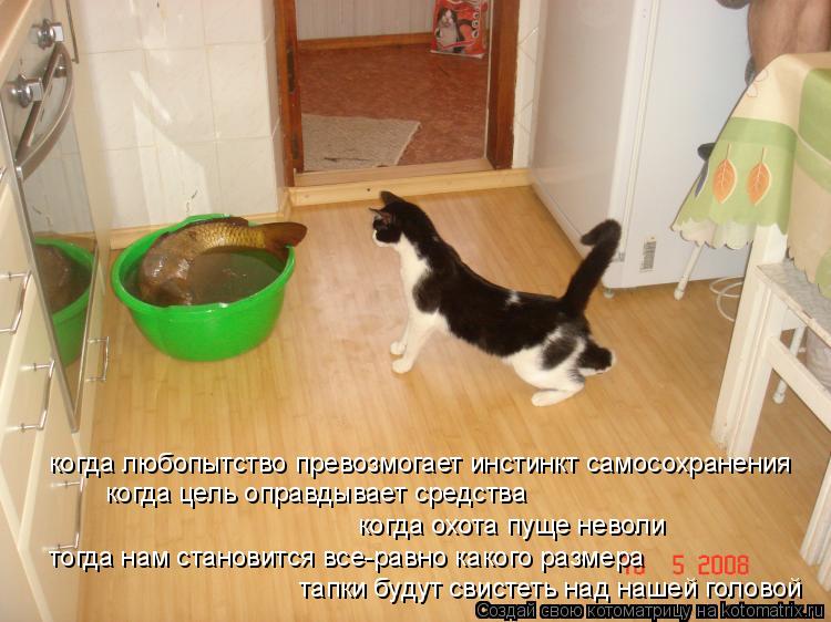 когда любопытство превозмогает инстинкт самосохранения когда цель оправдывает средства когда охота пу... Котоматрица: когда любопытство превозмогает инстинкт самосохранения когда цель оправдывает средства когда охота пуще неволи тогда нам становится все-