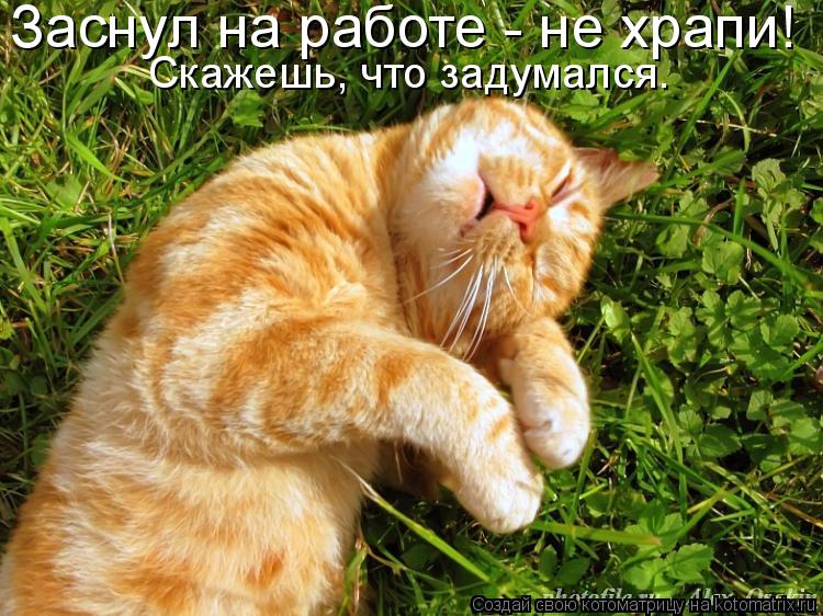 Заснул на работе - не храпи! Скажешь, что задумался.... Котоматрица: Заснул на работе - не храпи! Скажешь, что задумался.
