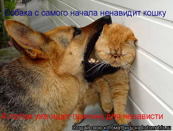 Собака с самого начала ненавидит кошку А потом уже ищет причину для ненависти... Котоматрица: Собака с самого начала ненавидит кошку А потом уже ищет причину для ненависти